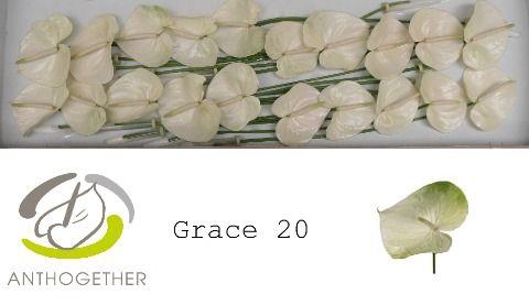 <h4>Anthurium Grace</h4>