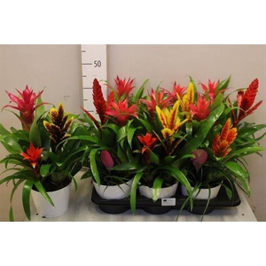 ARR BROMELIA
