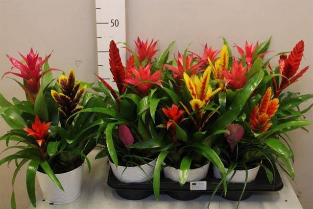 <h4>ARR BROMELIA</h4>