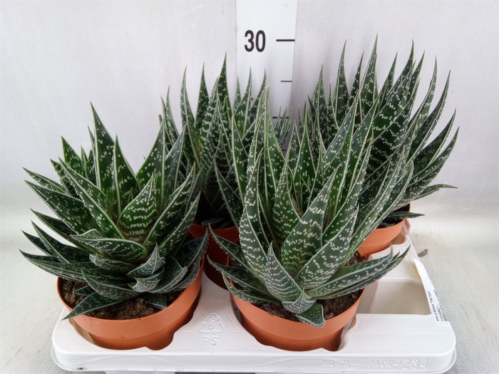 <h4>Aloe aristata 'Tiki Tahi'</h4>