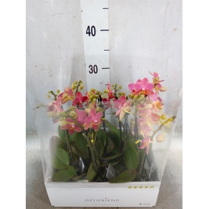 Phalaenopsis multi.   ...orange