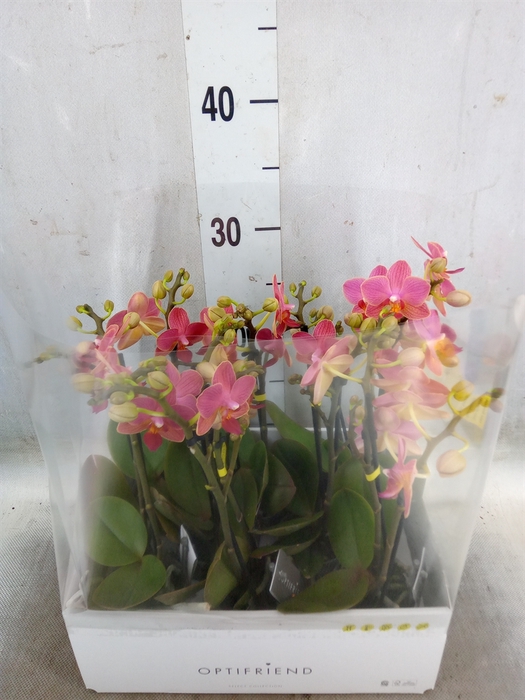 <h4>Phalaenopsis multi.   ...orange</h4>
