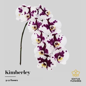 Phalaenopsis Kimberly 9