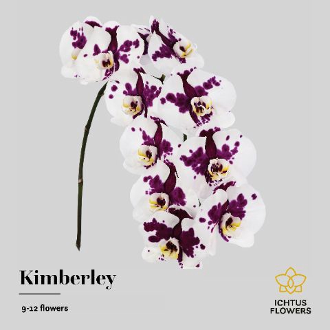 <h4>Phalaenopsis Kimberly 9</h4>