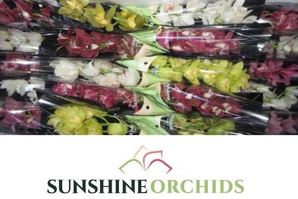 <h4>CYMB MI GEM</h4>