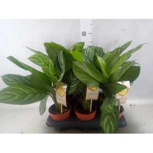 Aglaonema  'Stripes'