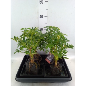 Arr.   Kamerplant Groen H%