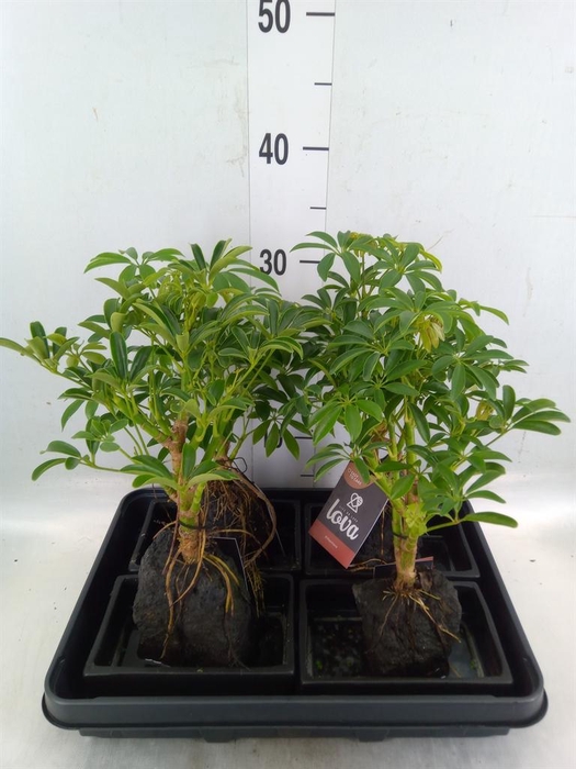 <h4>Arr. Kamerplant Groen H%</h4>