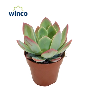 Echeveria Luella (red)