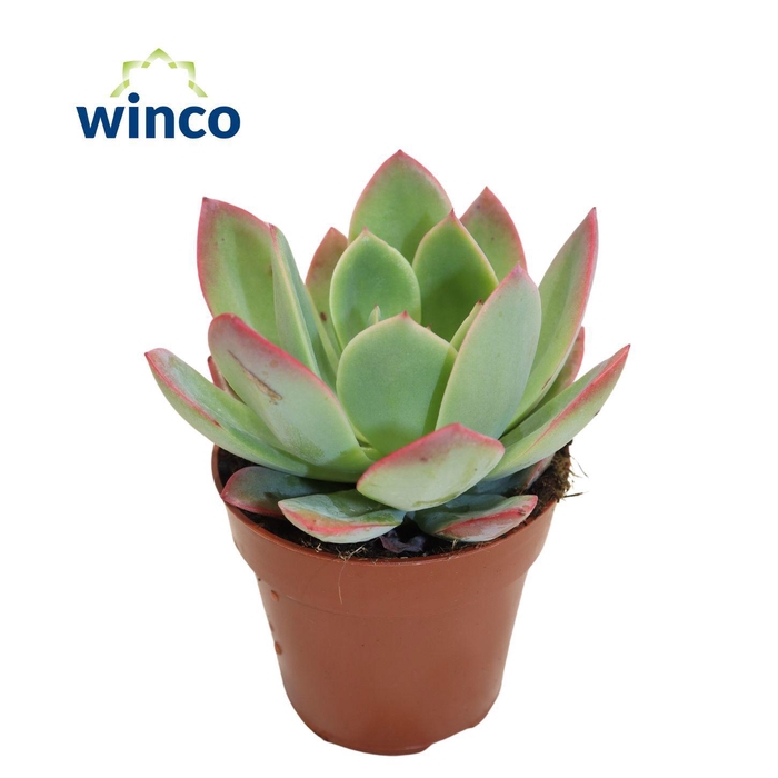 Echeveria Luella (red)