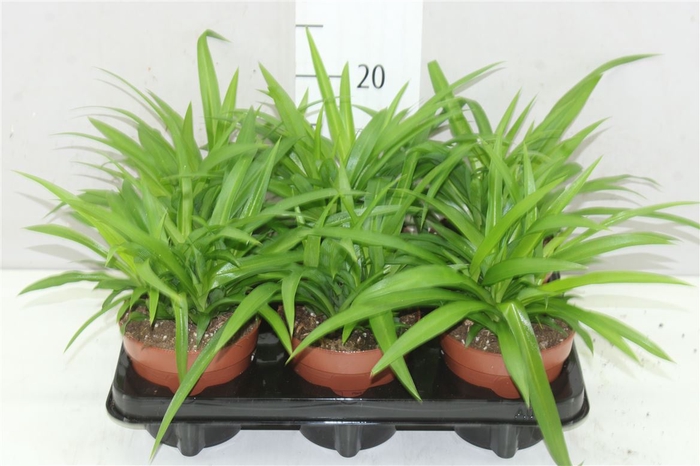 Chlorophytum Com Lemon