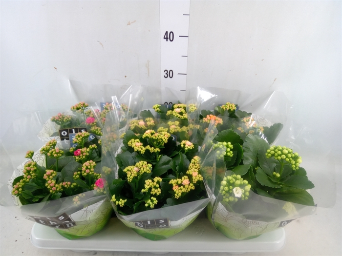 <h4>Kalanchoe blos.   ..rosebud mix  4</h4>