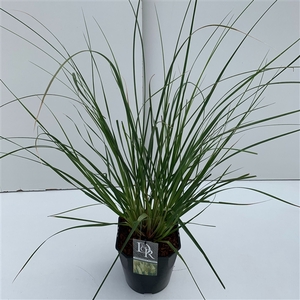 Graminées Cortaderia sell. 'Pumila'