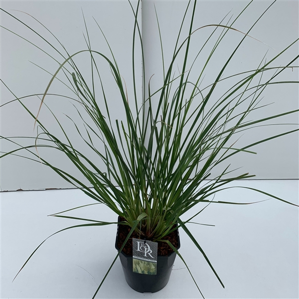 <h4>Graminées Cortaderia sell. 'Pumila'</h4>