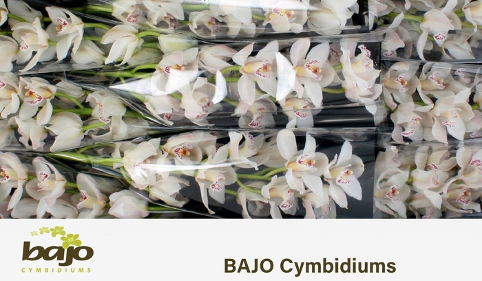 <h4>CYMB T CASCADE</h4>