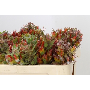 Mimetes Hirtus