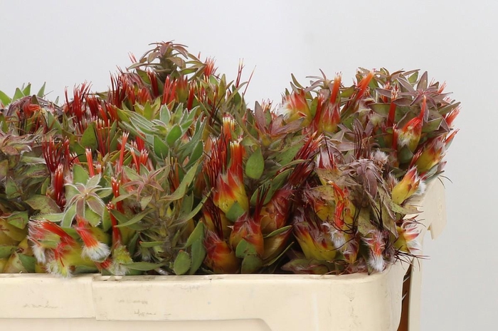 <h4>Mimetes Hirtus</h4>