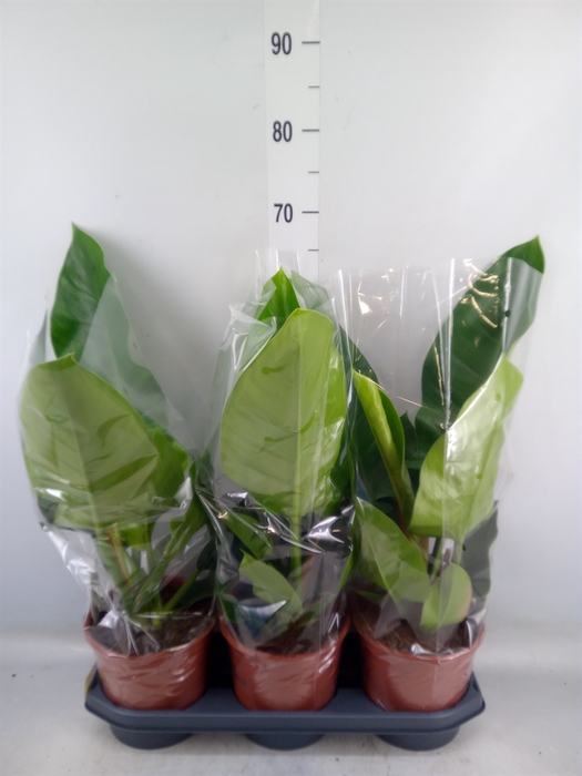 <h4>Philodendron  'Imperial Green'</h4>