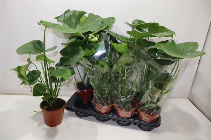 <h4>Monstera Deliciosa</h4>