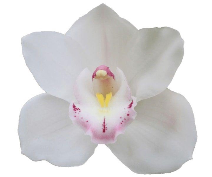 <h4>CYMB T KILIMANJARO</h4>