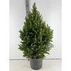 Picea Gl Magnifique