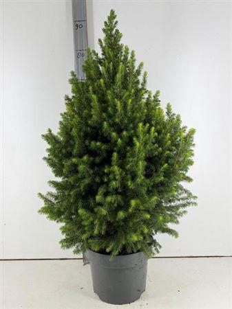 Picea Gl Magnifique