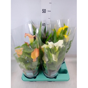 Zantedeschia   ...mix
