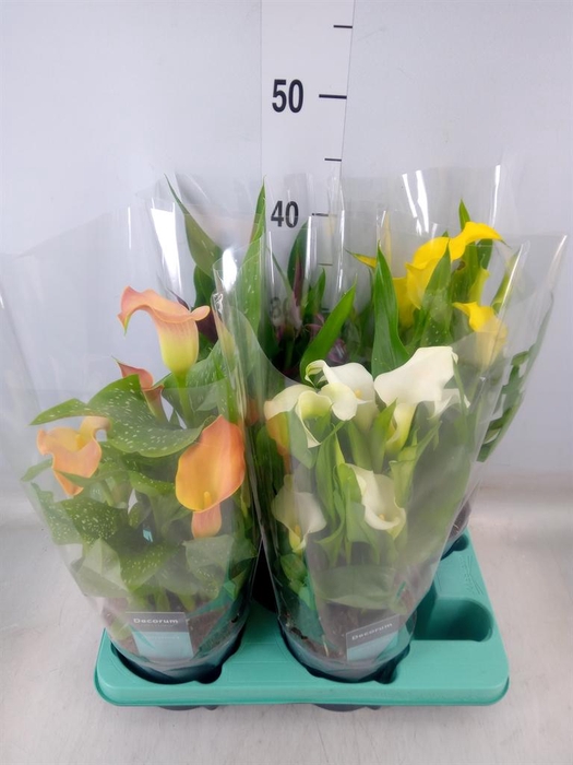 <h4>Zantedeschia   ...mix</h4>