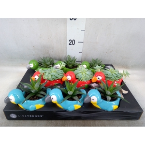 Arr.   Kamerplant Groen L%