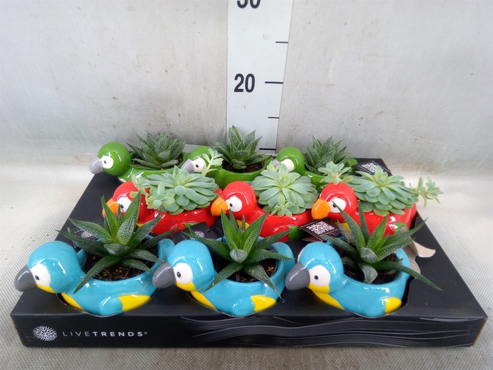 <h4>Arr.   Kamerplant Groen L%</h4>