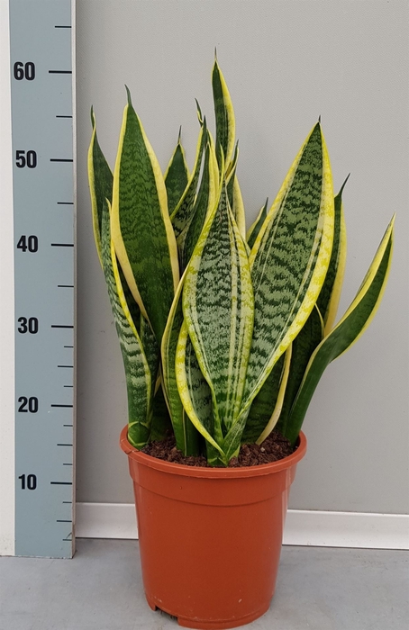 Sansevieria trifa. 'Laurentii'