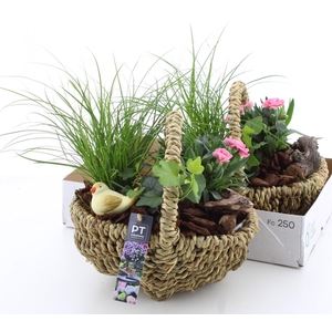 ARR TUINPLANTEN