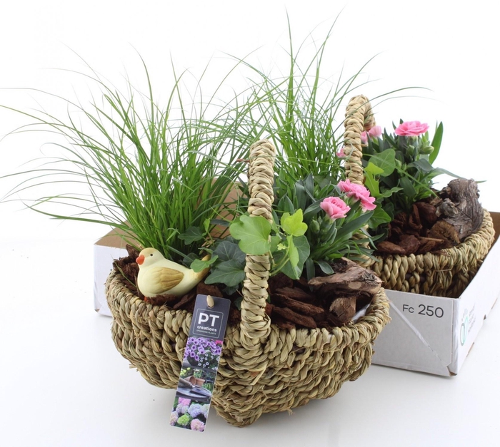 <h4>ARR TUINPLANTEN</h4>