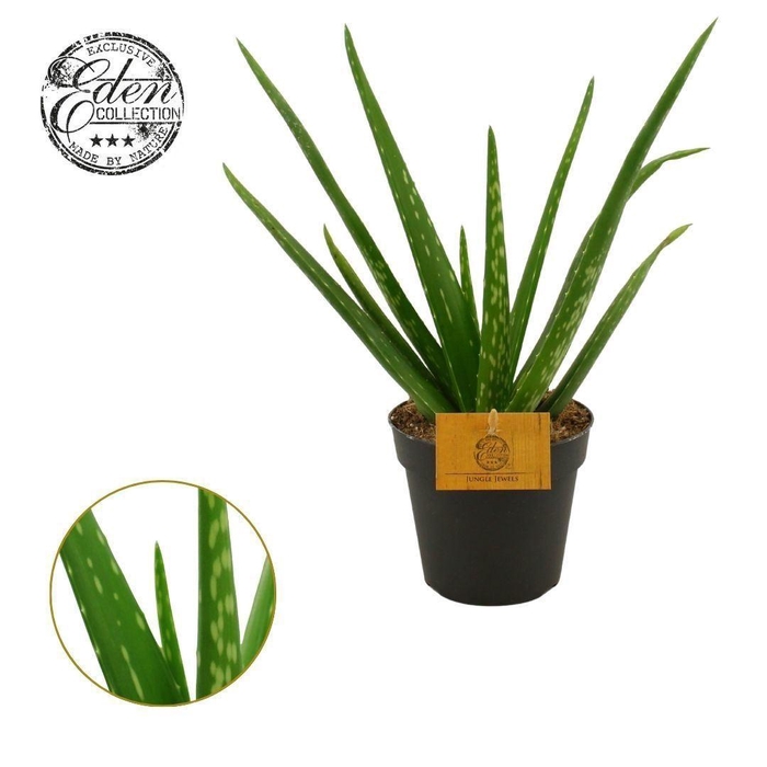 <h4>ALOE VERA</h4>
