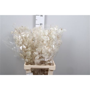 Lunaria Dried White