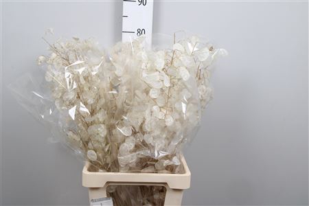 <h4>Lunaria Dried White</h4>