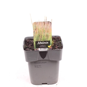 Molinia caerulea 'Heidebraut'