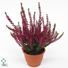 Calluna vulg. 'Garden G Athene'