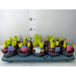 Hyacinthus orie.   ...mix 3