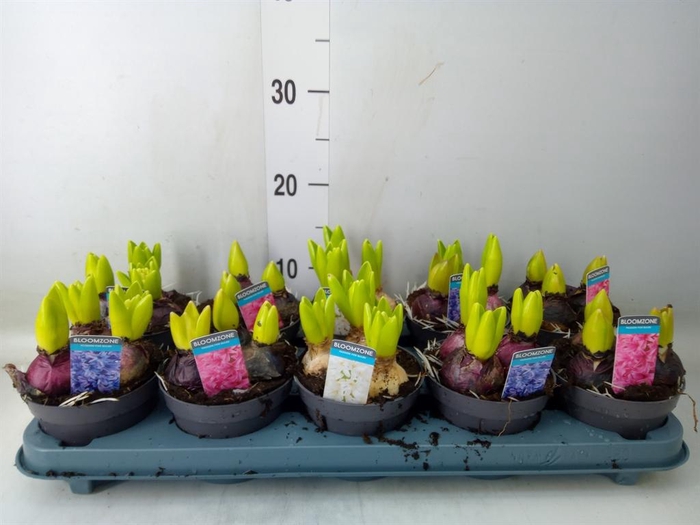 <h4>Hyacinthus orie. ...mix 3</h4>