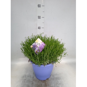 Lavandula angus. 'Essence Pure'