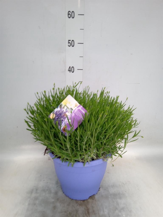 <h4>Lavandula angus. 'Essence Pure'</h4>