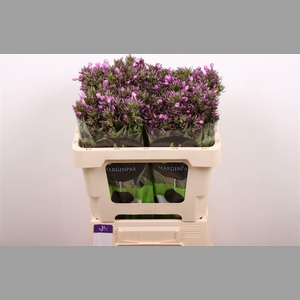 Phlox Pb Violet Eyes