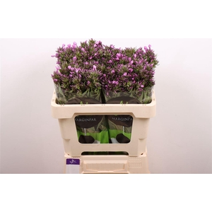 Phlox Pb Violet Eyes