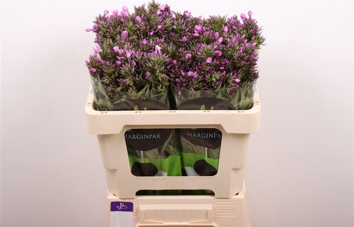 <h4>Phlox Pb Violet Eyes</h4>