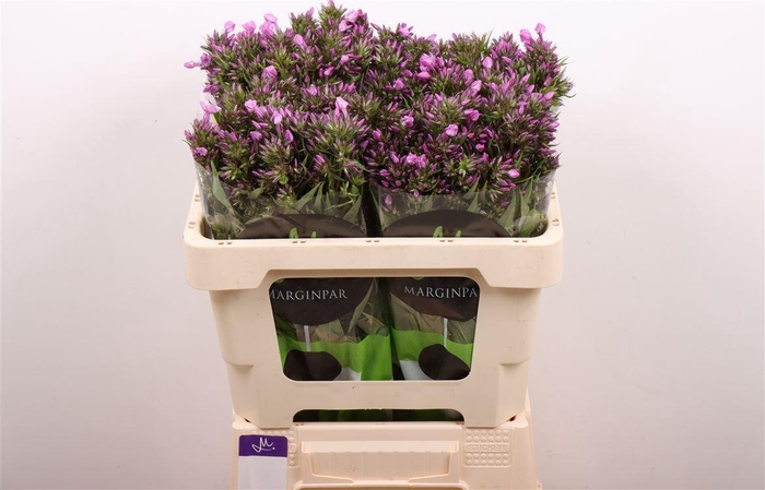 <h4>Phlox Pb Violet Eyes</h4>