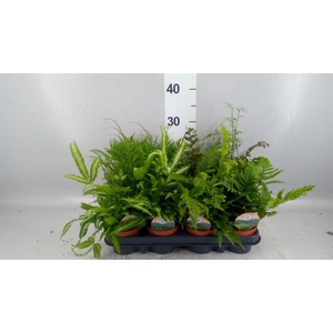 Ferns   ...mix
