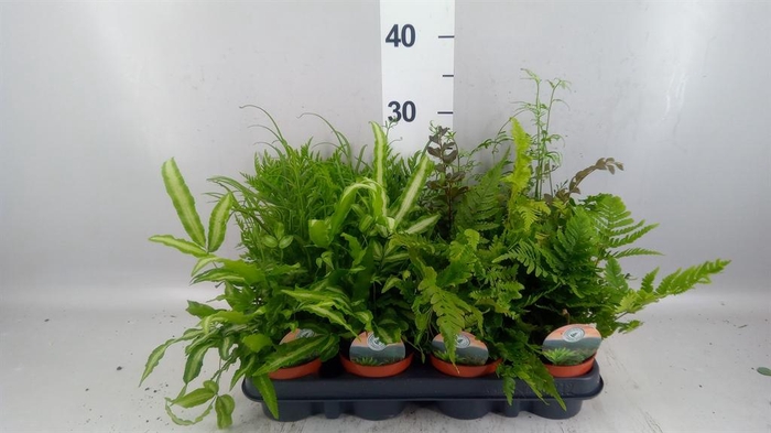 <h4>Ferns   ...mix</h4>