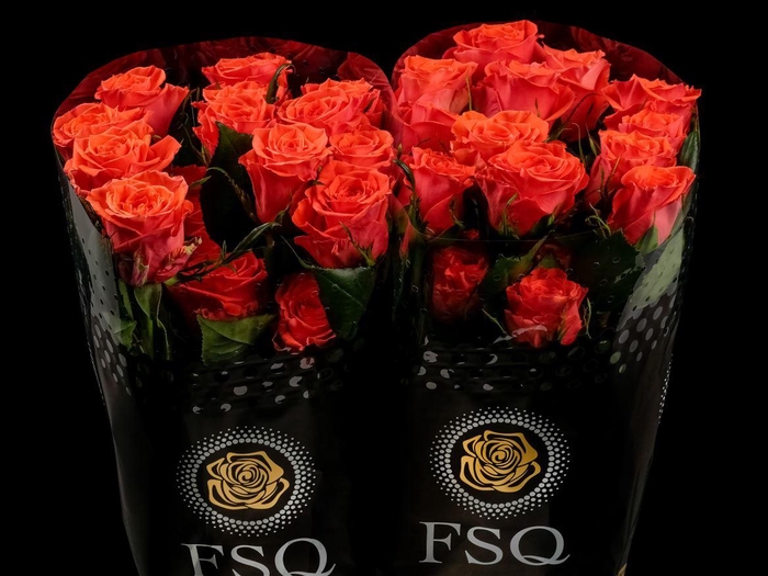 <h4>R GR Cayenne</h4>