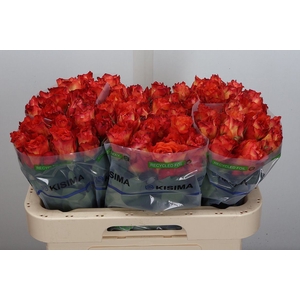 Rosa GR 'Free Spirit'